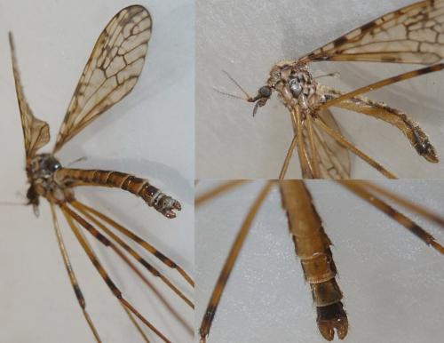 Epiphragma ocellare
